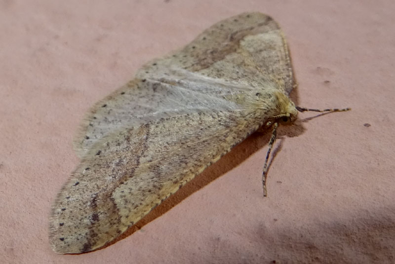 Da determinare: Agriopis marginaria - Geometridae